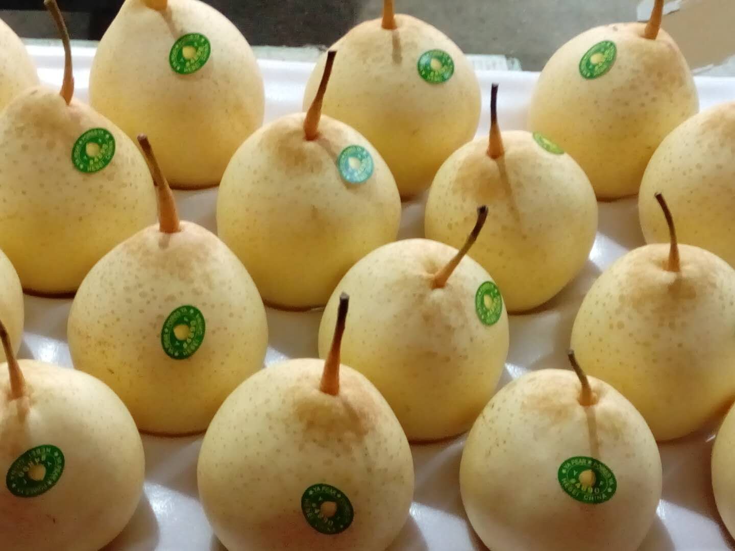 YA Pear 02.jpg